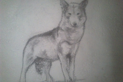 dessin de loup trouvé sur les murs de Tubanet
