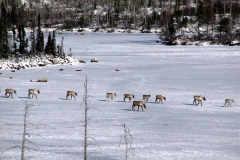 Caribous sur un lac gelé