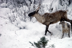 Maman caribou allaite son petit sous la neige