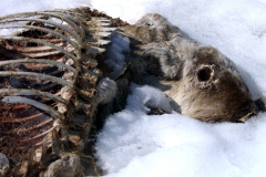 Carcasse de caribou