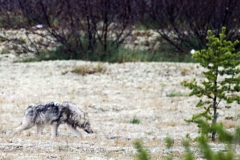 Un loup suit un itinéraire régulier de la zone