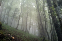 Encore un matin brumeux dans la forêt enchantée