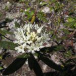 Ledum groenlandicum