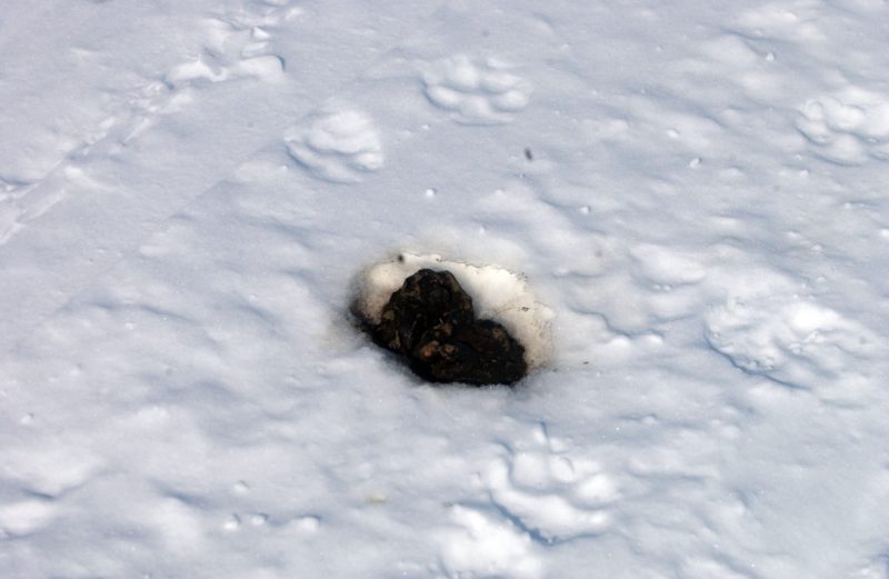 Crotte dans la neige, proche d'une carcasse